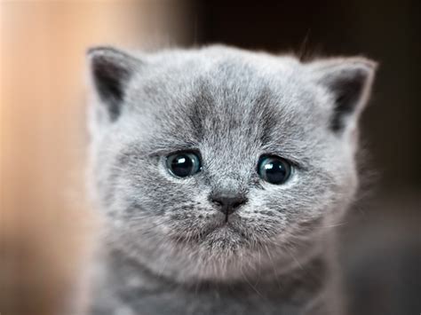 Photos Of Sad Cat Eyes That Are Impossible To Say No To