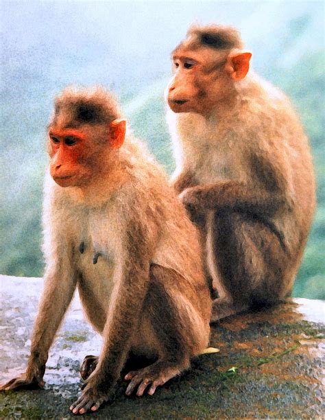 Two Monkeys Photograph By Santosh Pednekar Fine Art America