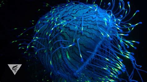 The Allure Of Fluorescence In The Ocean Youtube