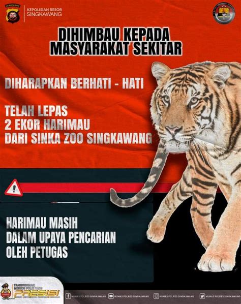 Tim Gabungan Lumpuhkan Harimau Yang Lepas Di Singkawang RUAI TV
