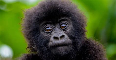 Baby Gorilla 9 Facts And 9 Pictures A Z Animals