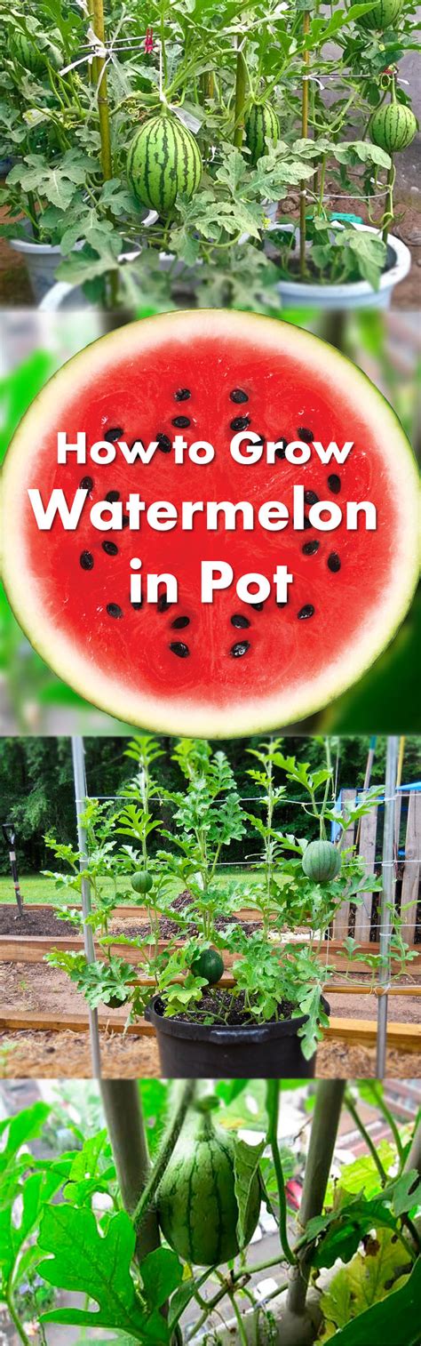 Growing Watermelon In Containers How To Grow Watermelon