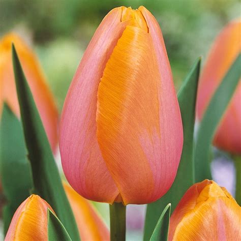 Tulip Triumph Kingsblood Bulbs