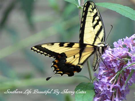 Tiger Swallowtail On My Butterfly Bush Southern Life Beautiful By