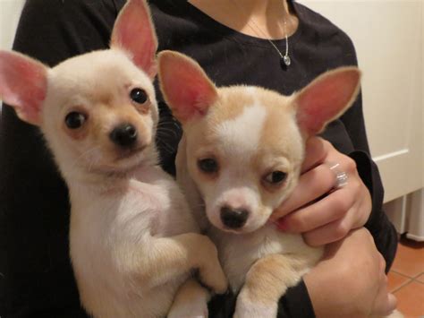 All puppies purchased or picked up in missouri are subject to missouri sales tax of 5.662% of purchase price. STUNNING SHOW QUALITY CHIHUAHUA PUPPIES FOR SALE | Cardigan, Ceredigion | Pets4Homes