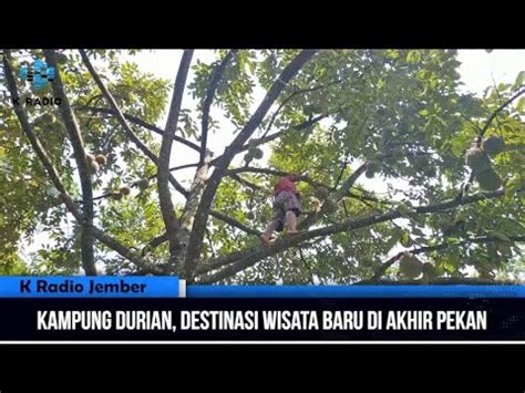 These durians come from trees that are originally planted from unknown seeds. K News: Kampung Durian, Destinasi Wisata Baru di Akhir ...