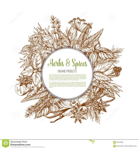 Herbs And Spices Sketch Vector Poster Stock Vector Illustration Of