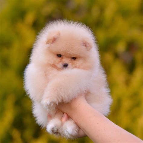 Starpomeranians Eduquer Votre Chien éducation Positive Spitz Nain