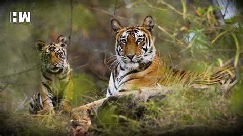 Up Ranipur Gets Tiger Reserve Status Hw News English