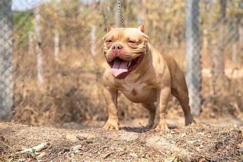 Male American Bully For Sale Adoption Thailand