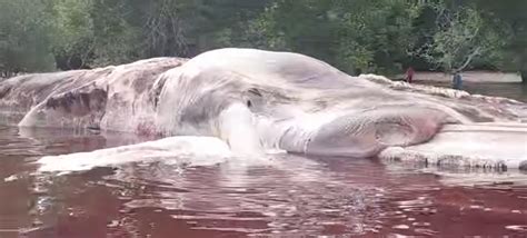 Check spelling or type a new query. 50-feet-long sea creature found rotting on Indonesian beach