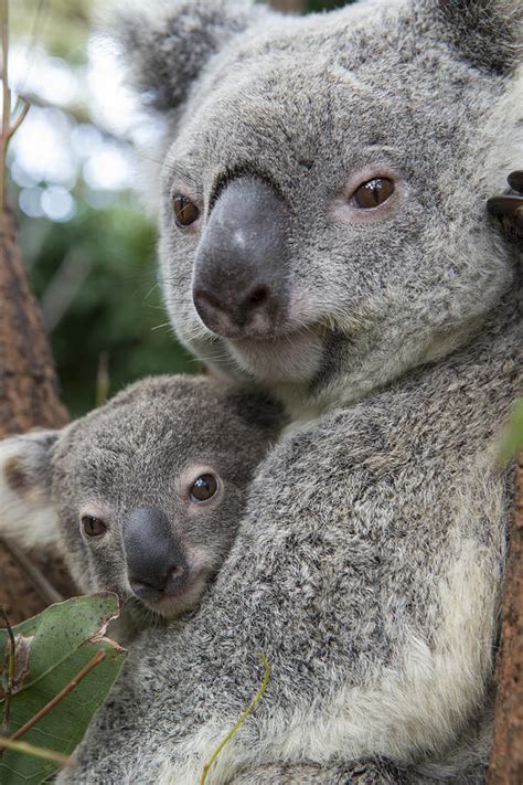 Koala Mother And Joey Photograph By Suzi Eszterhas Fine Art America