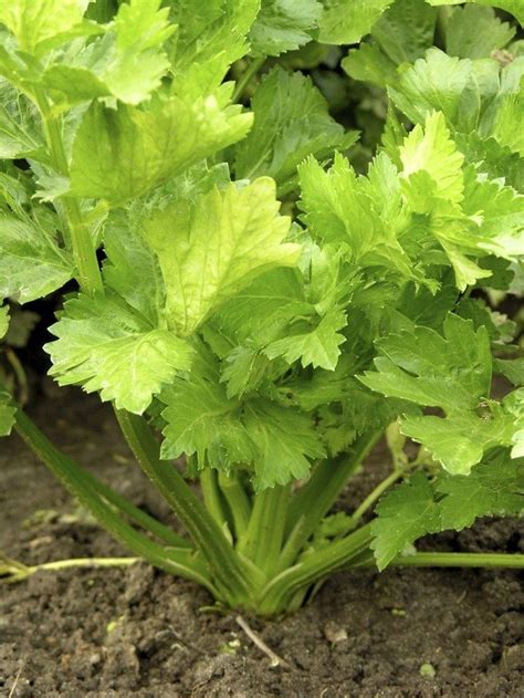 Harvesting Celery When And How To Harvest Celery Growing Celery