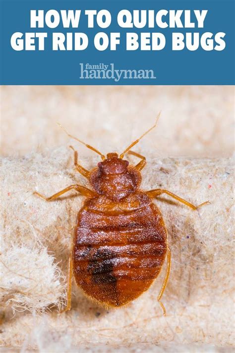How To Get Rid Of Bed Bugs A Diy Guide Rid Of Bed Bugs Bed Bugs