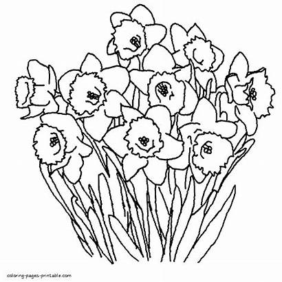 Daffodils Coloring Printable Pages Spring Colouring Seasons