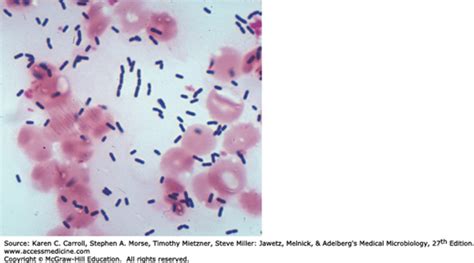 Gram Positive Aerobic Bacteria