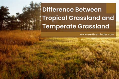 Difference Between Tropical Grassland And Temperate Grassland