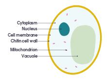 They are rich in 2 functional polysaccharides with known health improving properties: Yeast - Wikipedia