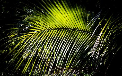 Download Wallpaper 3840x2400 Leaves Branch Palm Tree Light Shadows