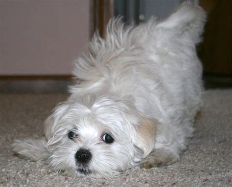 This is precious puppies by grainger tv on vimeo, the home for high quality videos and the people who love them. Pats precious pups of south carolina is a maltese puppy breeder who specializes in maltese ...
