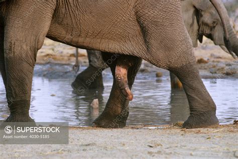 Elephant S Penis Kgalagadi Transfrontier Park South Africa SuperStock