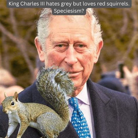 Allegedly King Charles Iii Hates Grey Squirrels But Loves The Reds