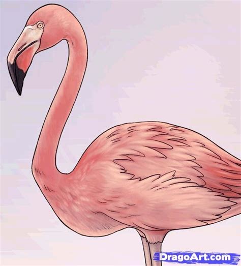 How To Draw Flamingos How To Draw Flamingo Flamingo Art Drawings