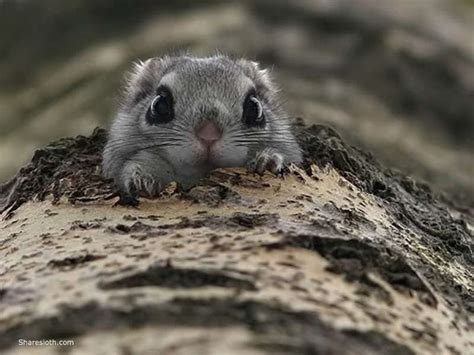 Flying Squirrel Pictures Sharesloth