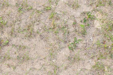 Seamless Ground Texture With Small Grass Trampled Grass