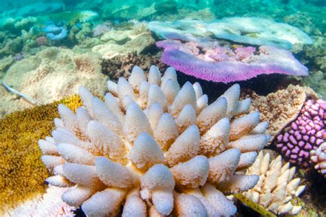 To Keep The Great Barrier Reef Alive The Oceans Must Be Cooler The Verge