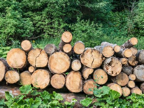 Fresh Cut Pile Of Wood Logs Or Stumps In The Forest Stock Photo