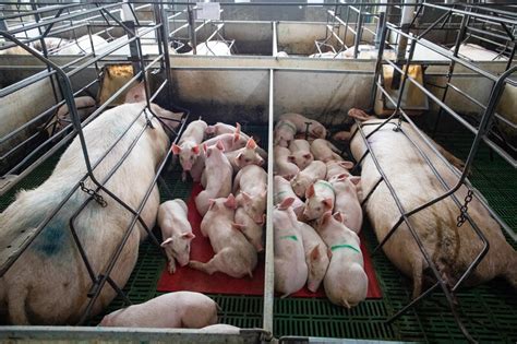Intensive Farming Of Pigs Farm House