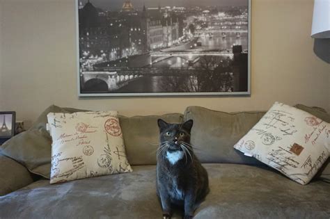You've exhausted all the cute things in your life. Cat Litter Box Area in a Small Living Space # ...