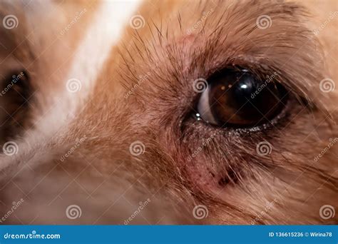 Dog Allergy Itchy Eyes Skin And Fur Disease Closeup Scratches Stock