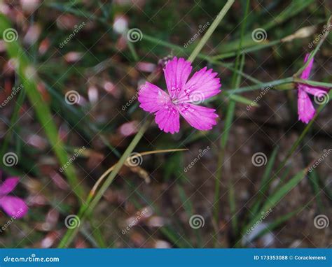 The Wild Carnation Is A Pink Flower Stock Photo Image Of Wild Field