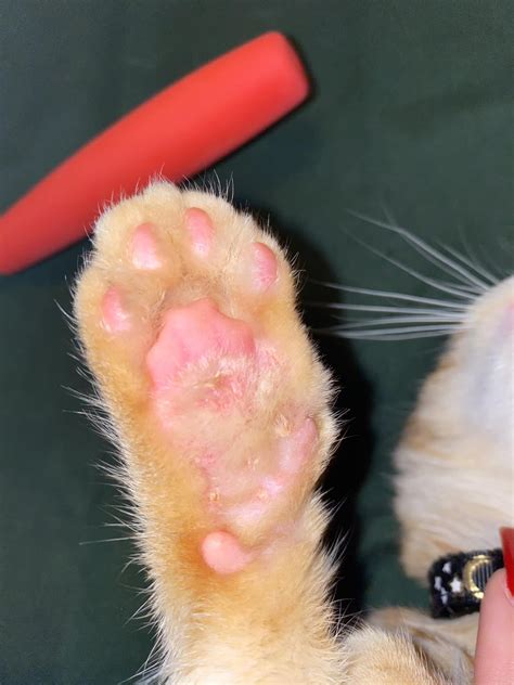 What Is Wrong With My Cats Paws My 4 Month Old Kitten Keeps Having