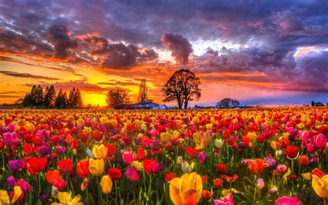 Tulip Field Sunset