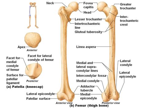 The lesser trochanter is more clearly visible on the right indicating external rotation of the femur, a finding that is suspicious for a femoral neck fracture. Flashcards - Lab 4/ Quiz 2 - Tuberosity Trochanter | StudyBlue