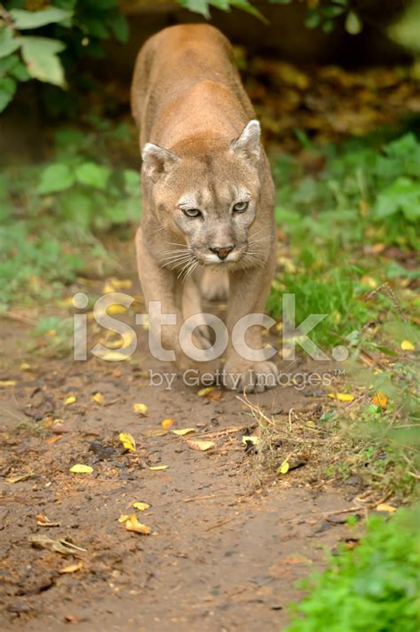 Cougar Stock Photo Royalty Free Freeimages