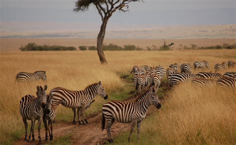 Kenya Wildlife Safari To Masai Mara National Park