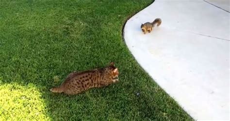 Brave Squirrel Chases A Cat