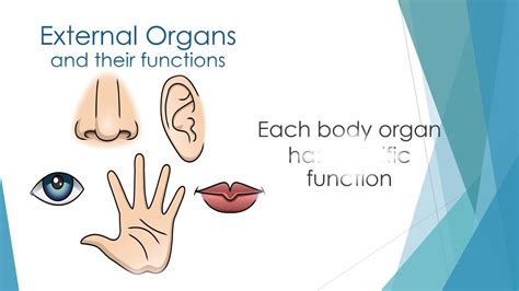 The Human Body External Organs Youtube