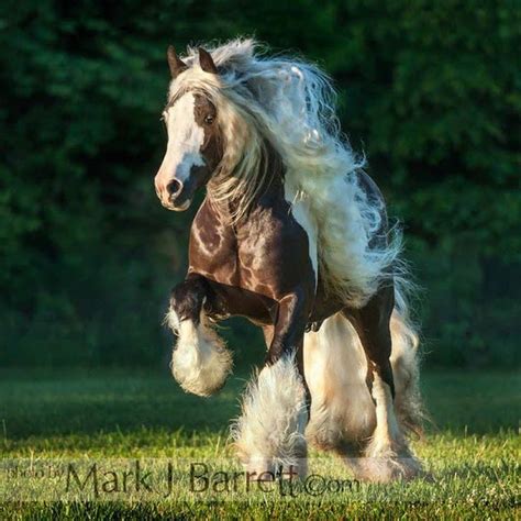 Pin By Glenda Vancleef On Horse Horses Gypsy Horse Clydesdale Horses