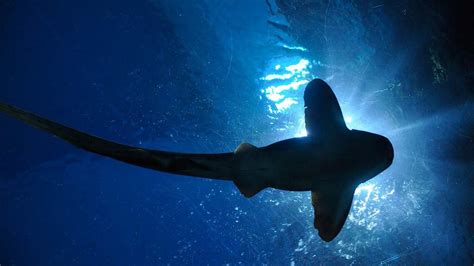 Researchers Discover That Sharks Use Earths Magnetic Fields For