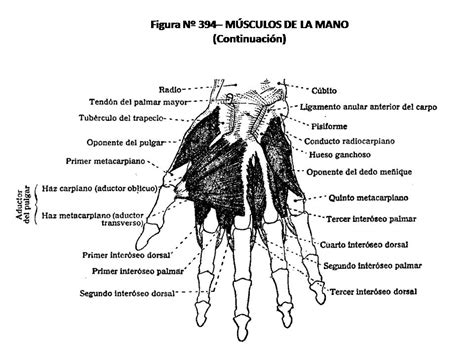 Atlas De AnatomÍa Humana 394 MÚsculos De La Mano ContinuaciÓn