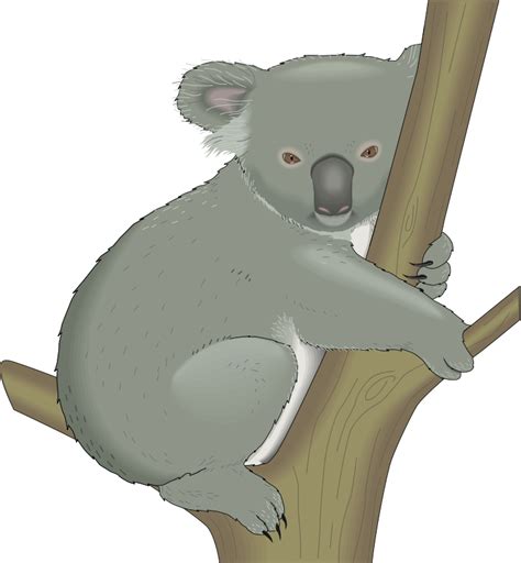 Koala Clip Art Vector 5 Graphics Wikiclipart