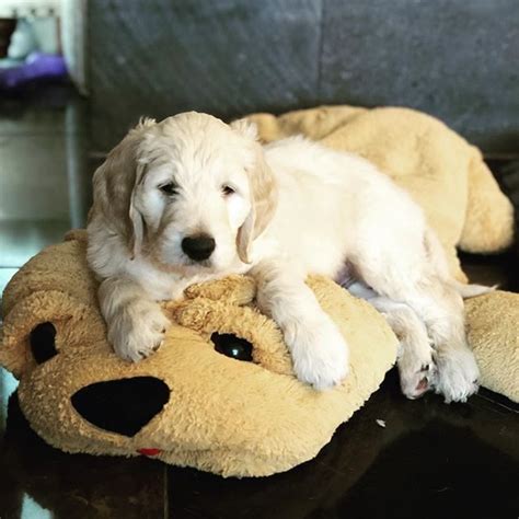 Choose from our popular categories below to see. Goldendoodle Puppies in Texas