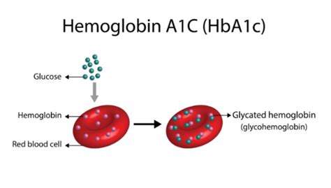Hba1c Glycated Hemoglobin Second Opinion Physician