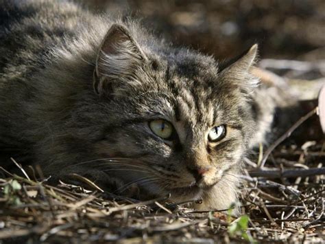 Meet Australias Feral Cat Killers The West Australian