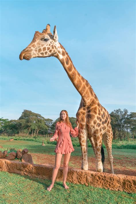 Giraffe Manor In Kenya Is It Worth The Money